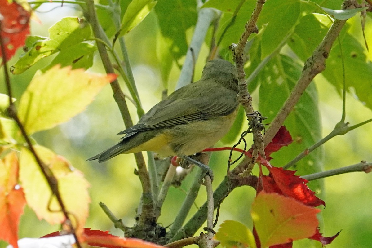 Philadelphia Vireo - ML642090114