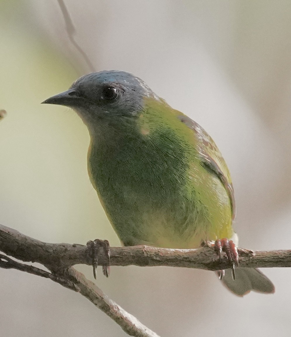 Brown-winged Schiffornis (Brown-winged) - ML642090115