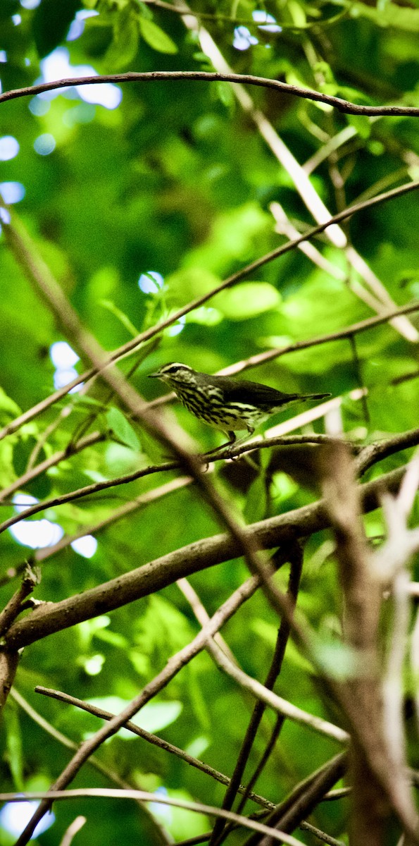 Northern Waterthrush - ML642090125
