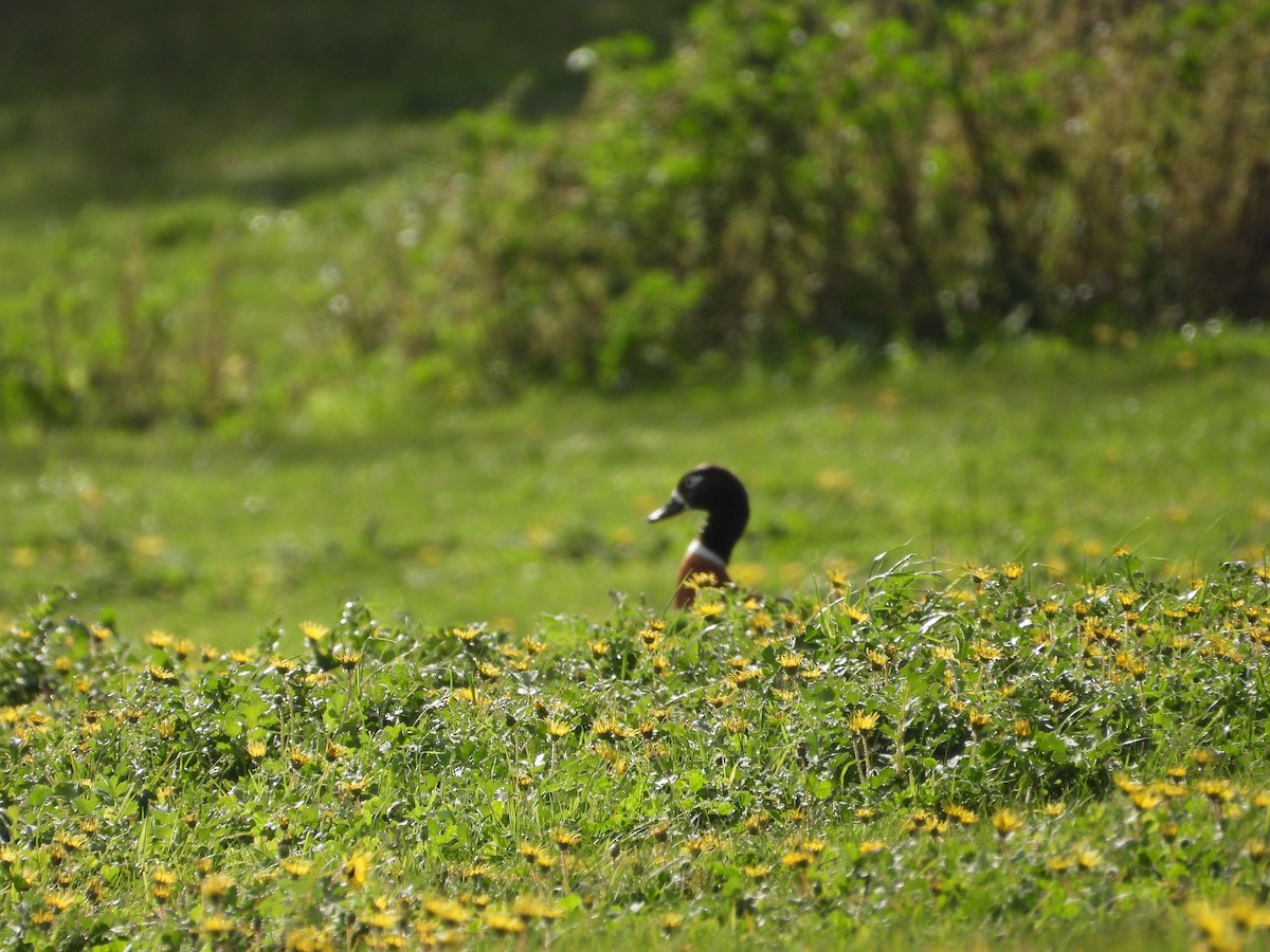 Australian Shelduck - ML642090129