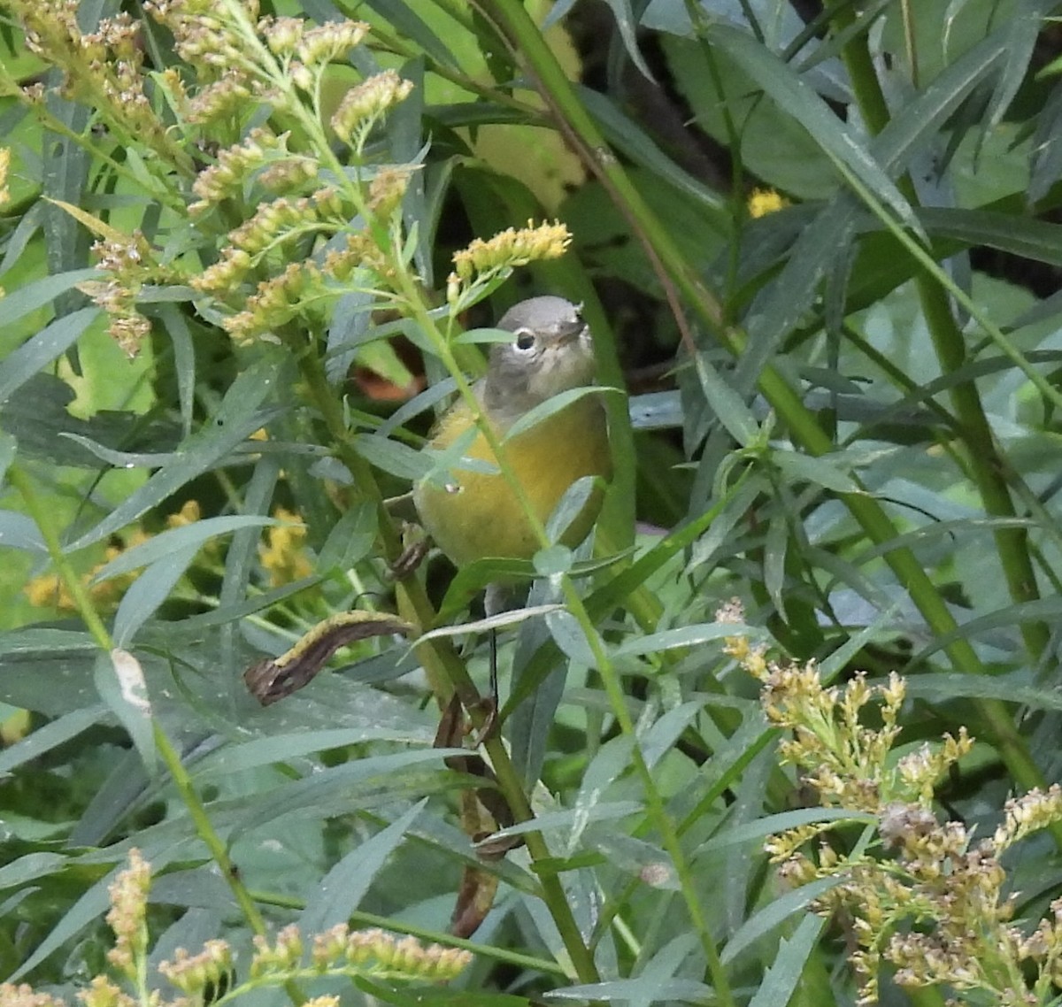 Nashville Warbler - ML642090130