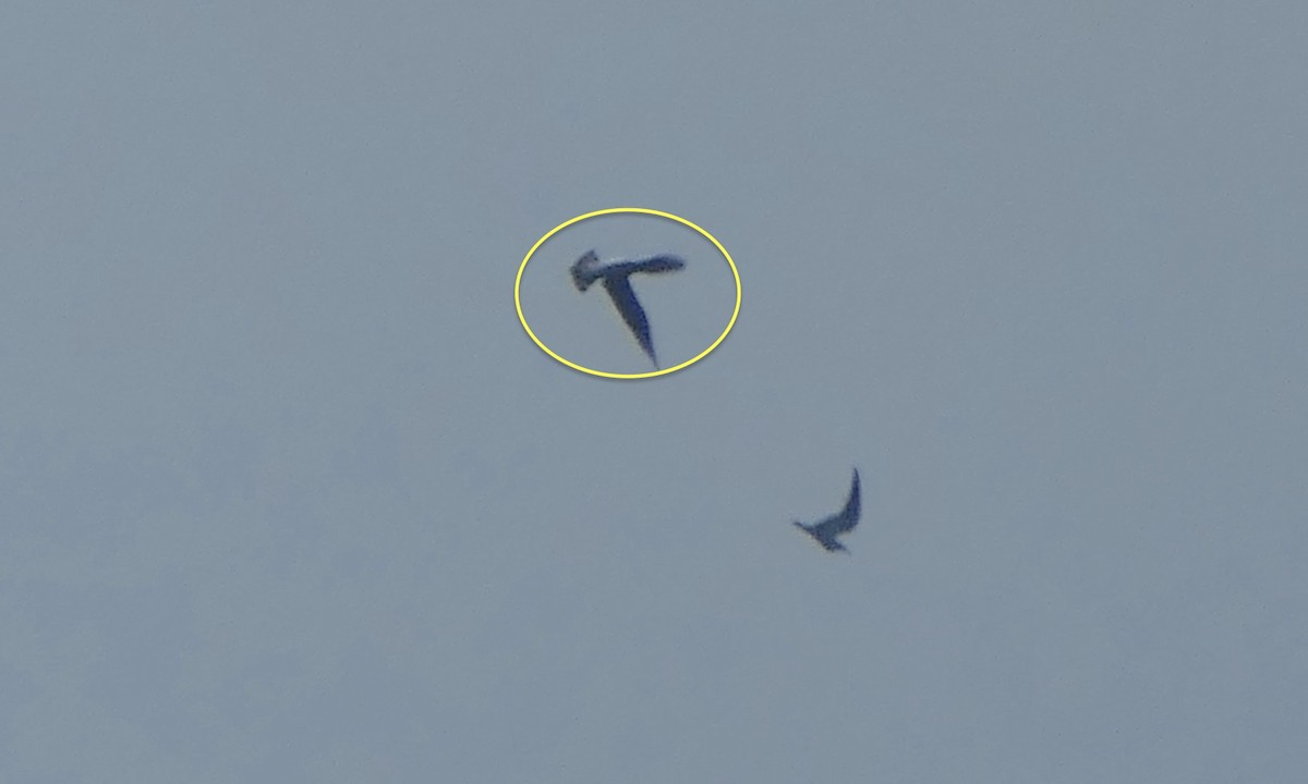 Parasitic Jaeger - ML642090131