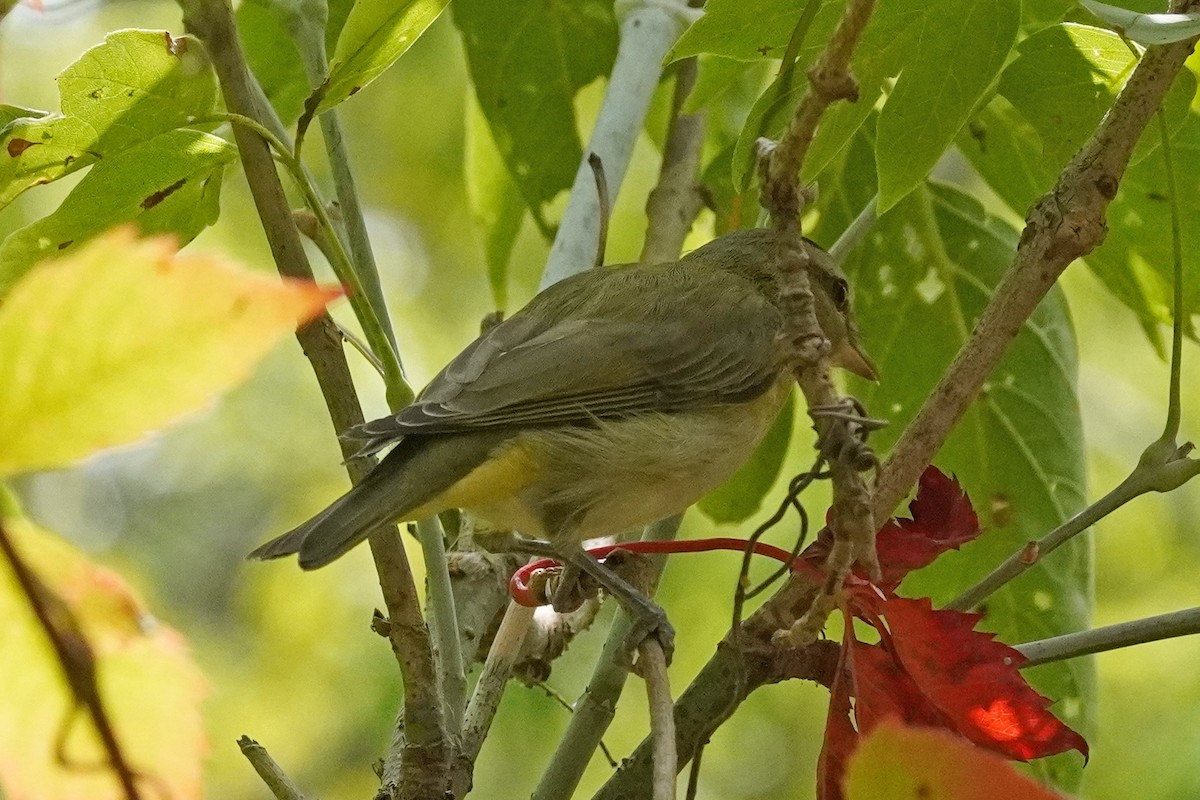 Philadelphia Vireo - ML642090136