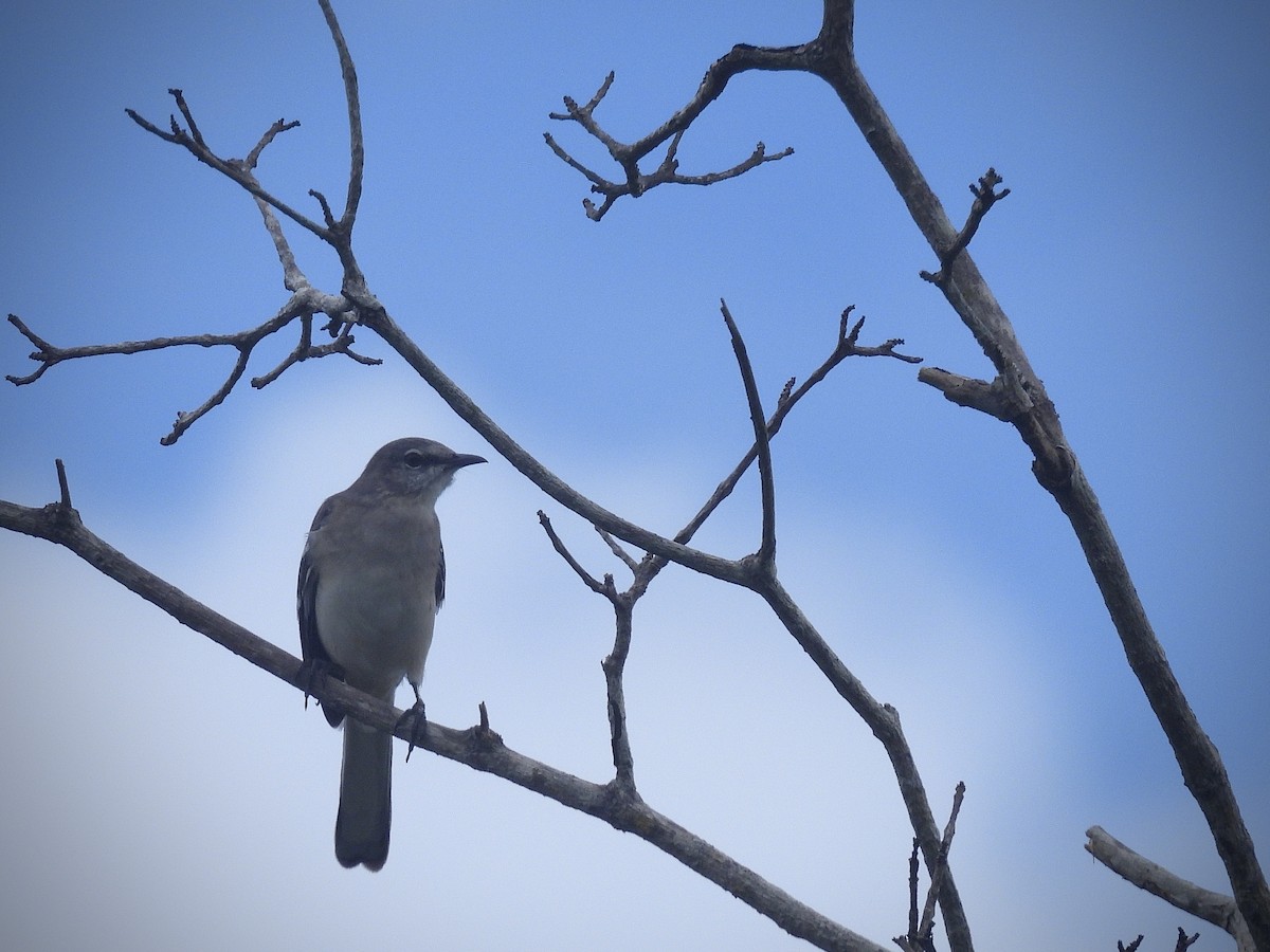 Northern Mockingbird - ML642090139