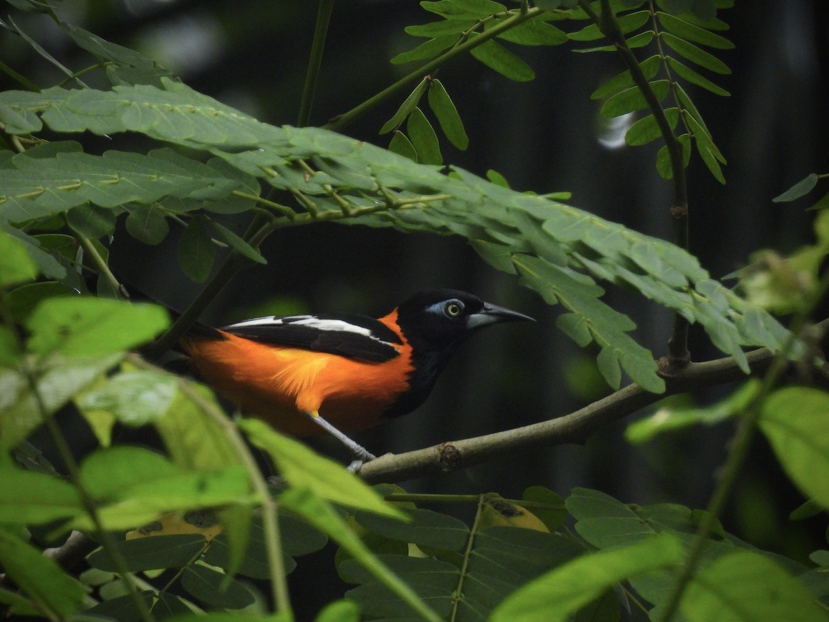 Venezuelan Troupial - ML642090146