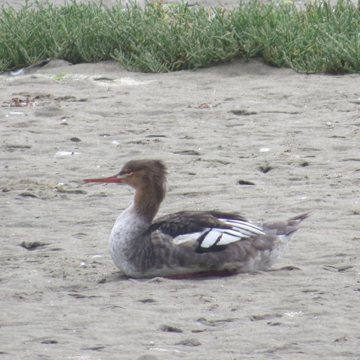 Red-breasted Merganser - ML642090149