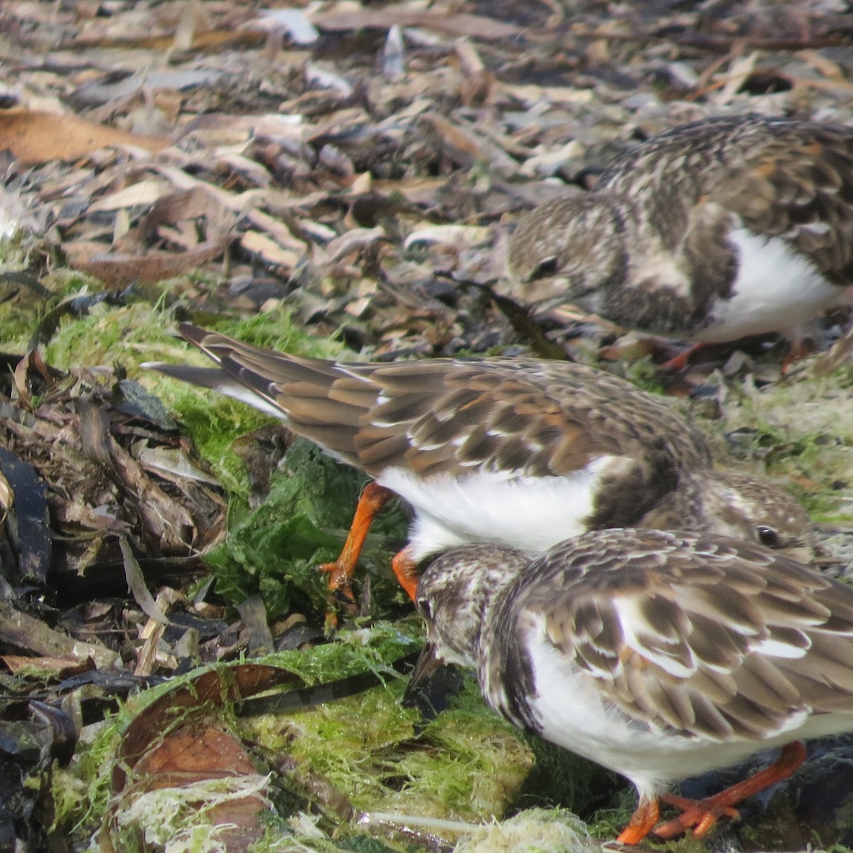 Ruddy Turnstone - ML642090166