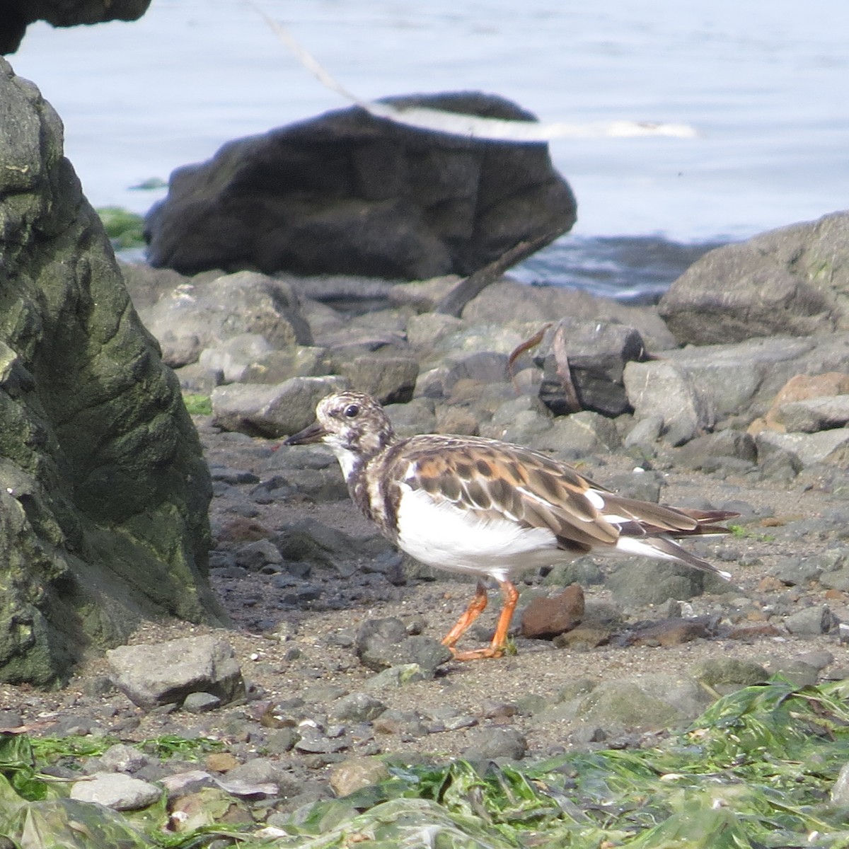 Ruddy Turnstone - ML642090167
