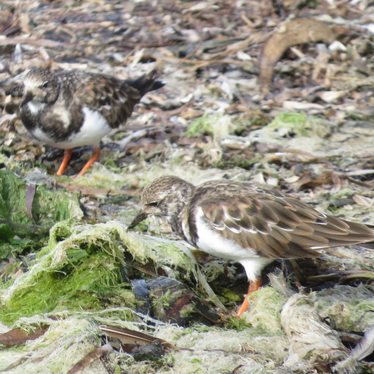 Ruddy Turnstone - ML642090168
