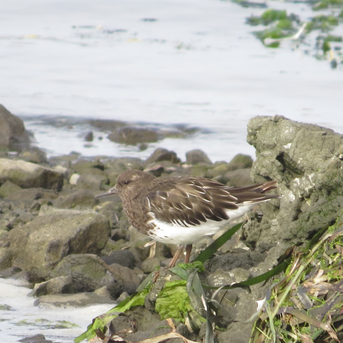 Black Turnstone - ML642090183