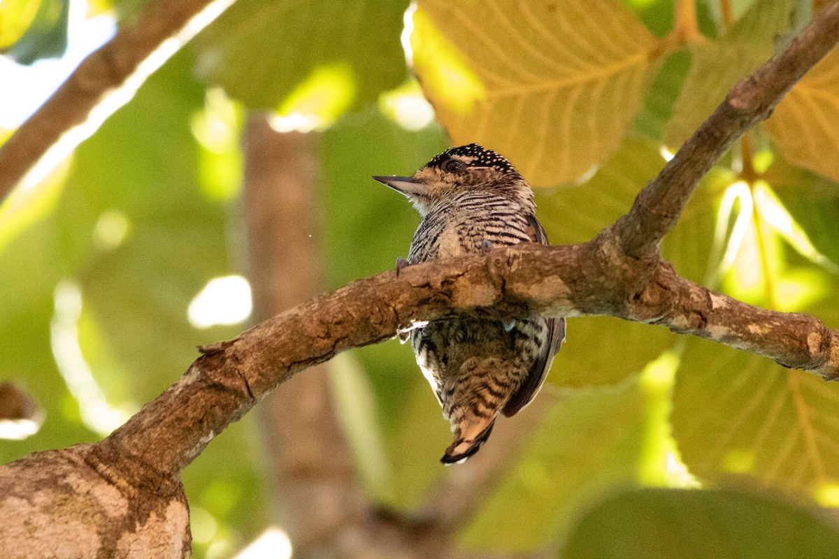 White-barred Piculet - ML642090203