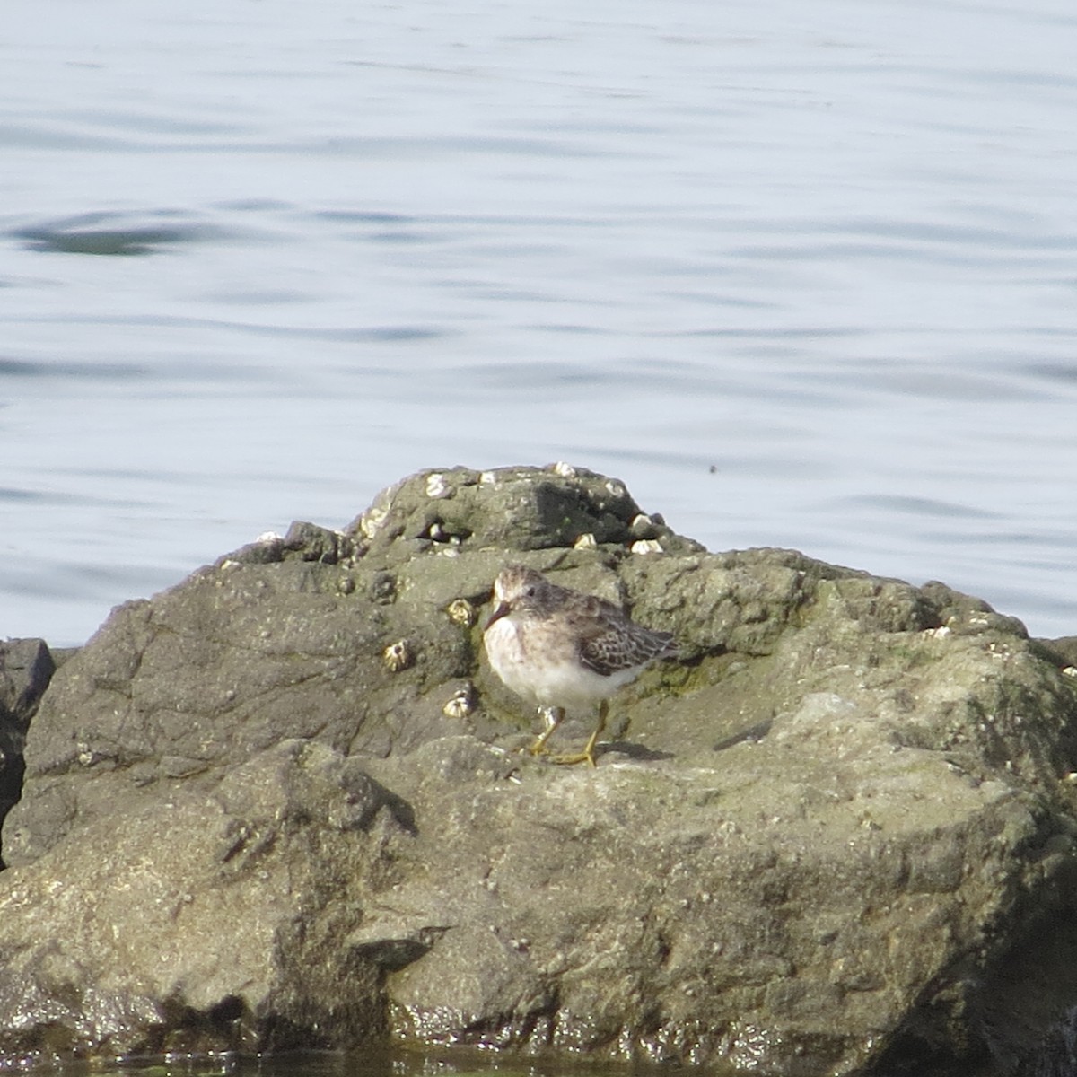 Least Sandpiper - ML642090204