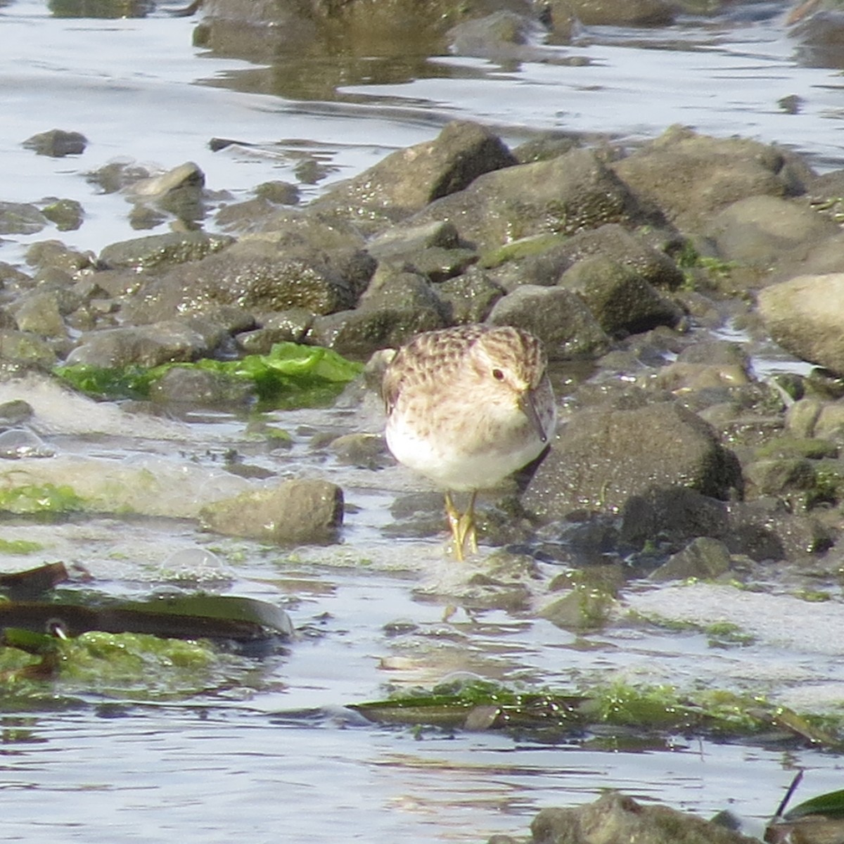 Least Sandpiper - ML642090205