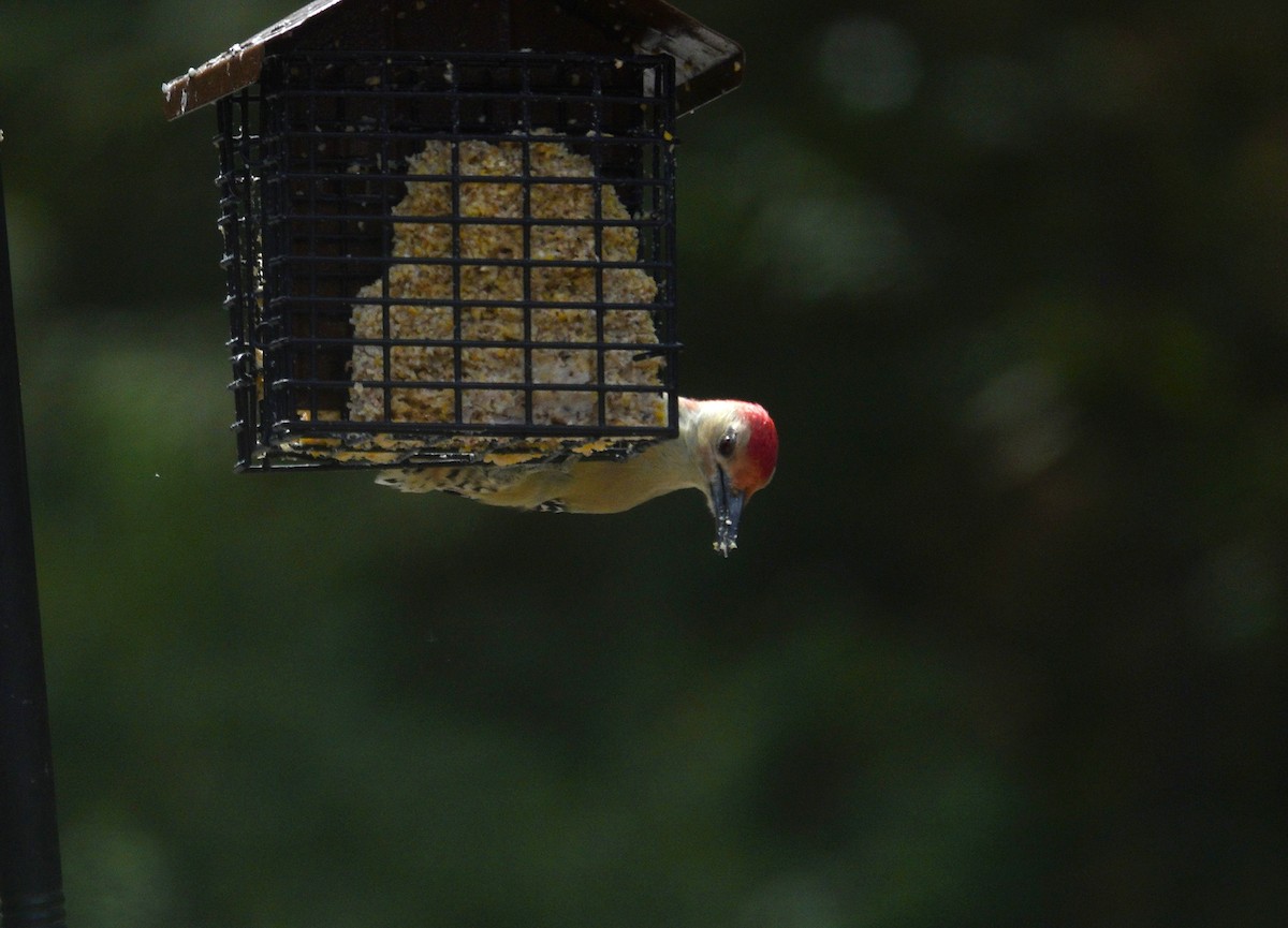 Red-bellied Woodpecker - ML642090207