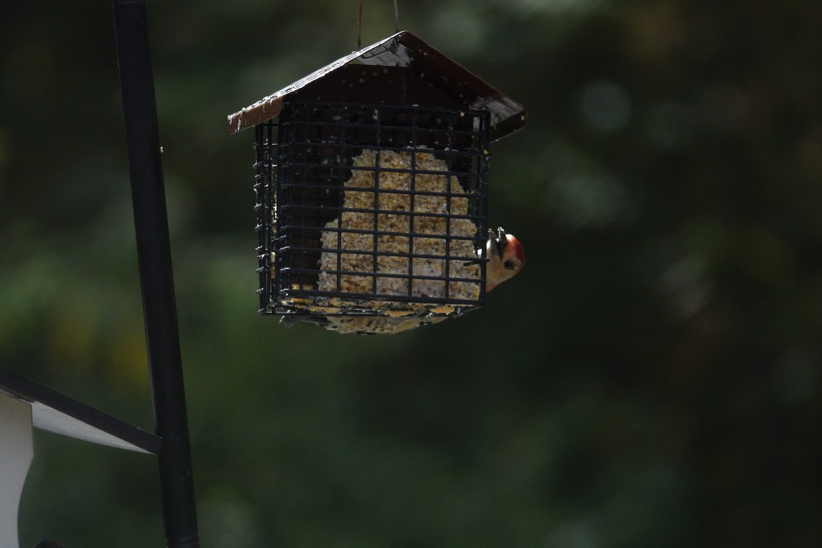 Red-bellied Woodpecker - ML642090208