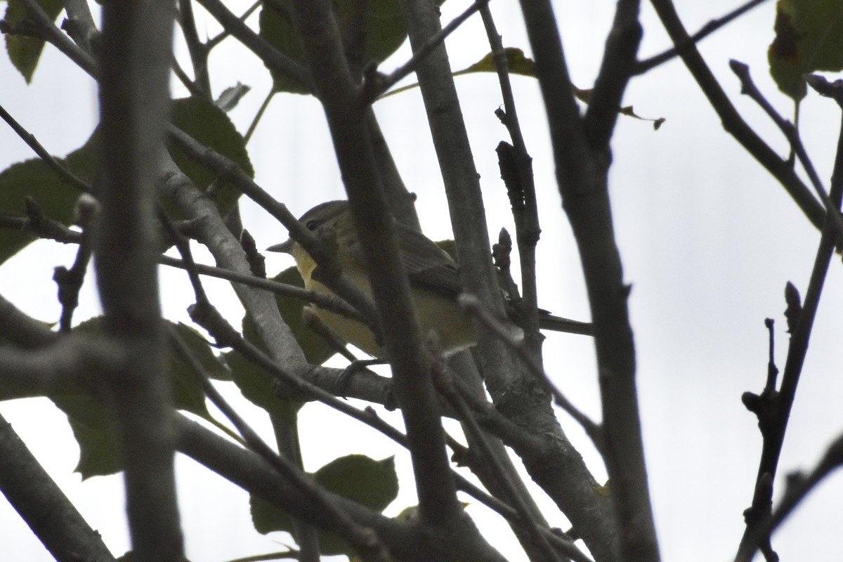 Philadelphia Vireo - ML642090233