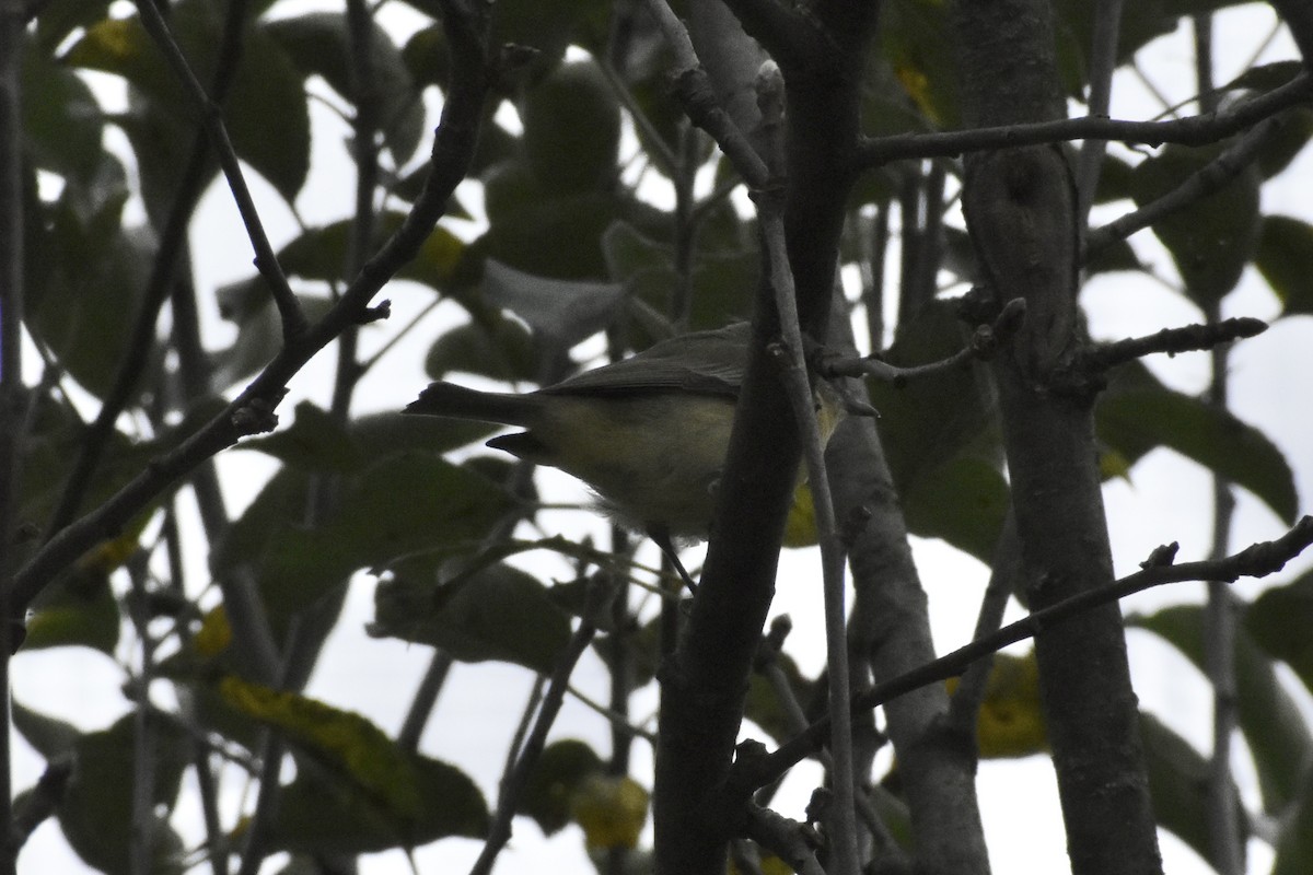Philadelphia Vireo - ML642090234