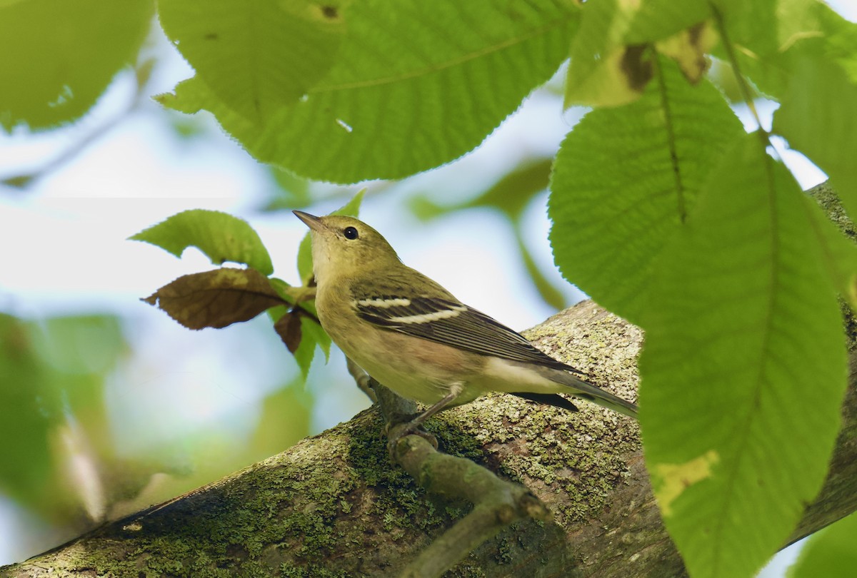 Bay-breasted Warbler - ML642090239