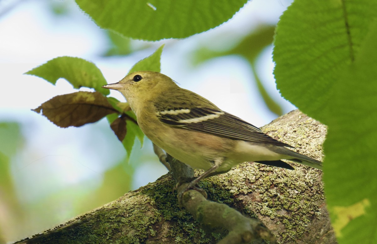 Bay-breasted Warbler - ML642090241