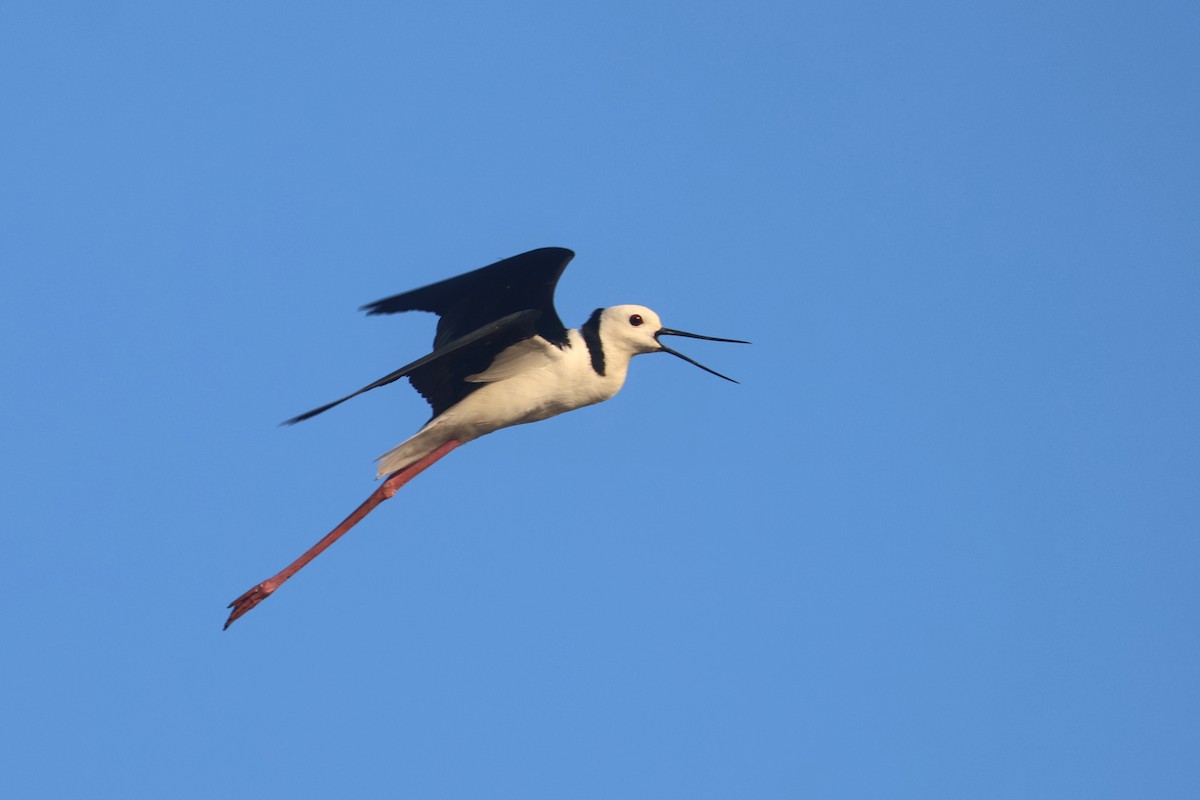 Échasse d'Australie - ML642090260