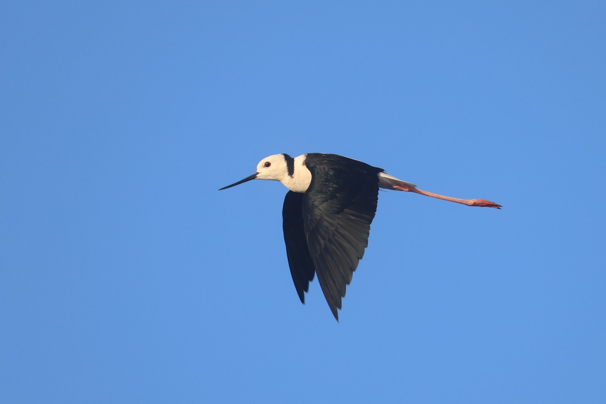 Échasse d'Australie - ML642090261