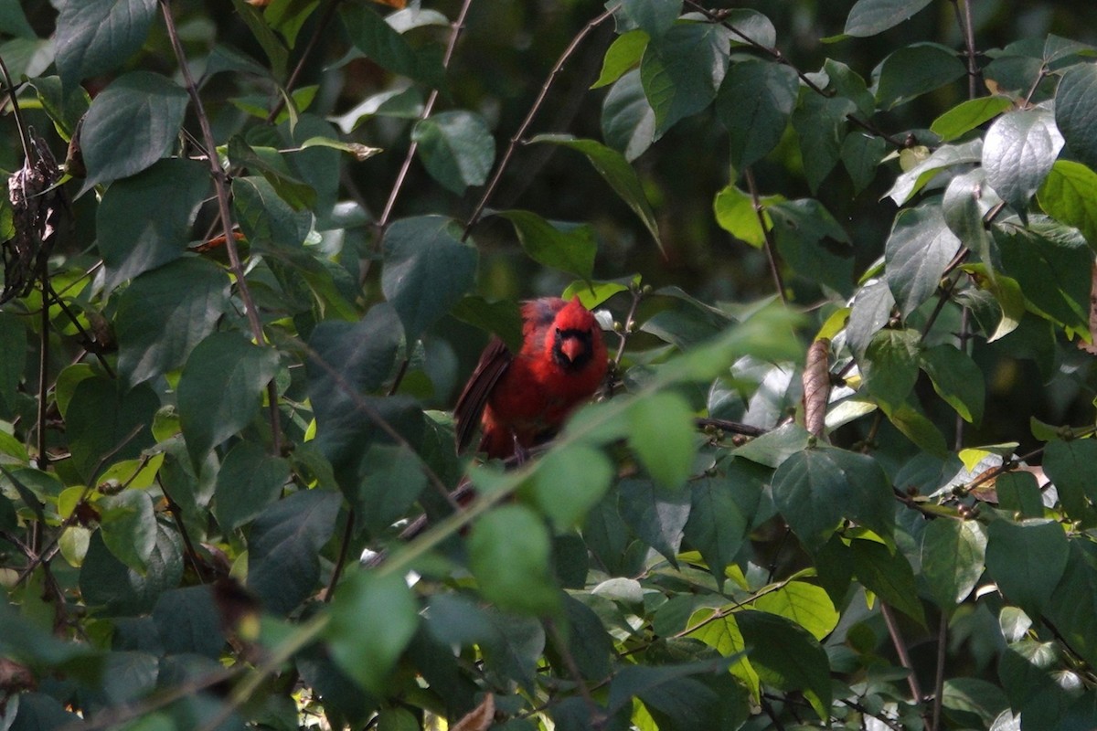 Northern Cardinal - ML642090289