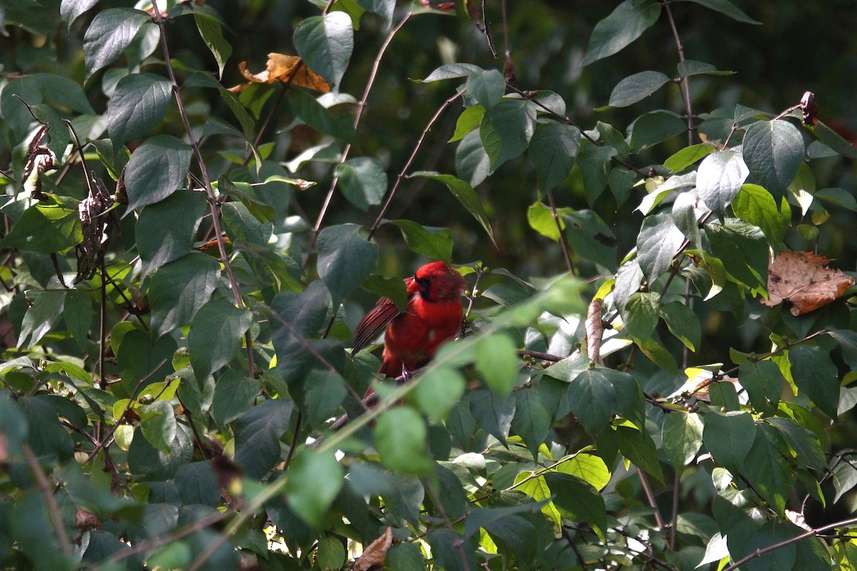 Northern Cardinal - ML642090290