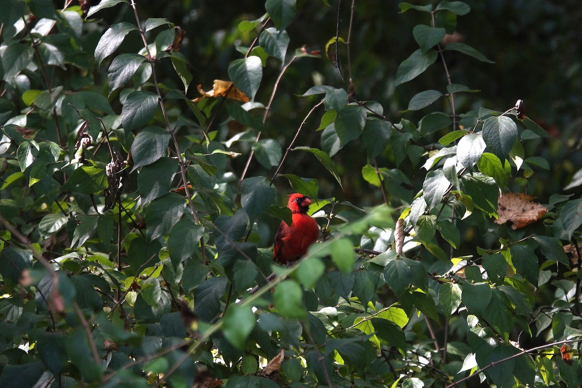 Northern Cardinal - ML642090291