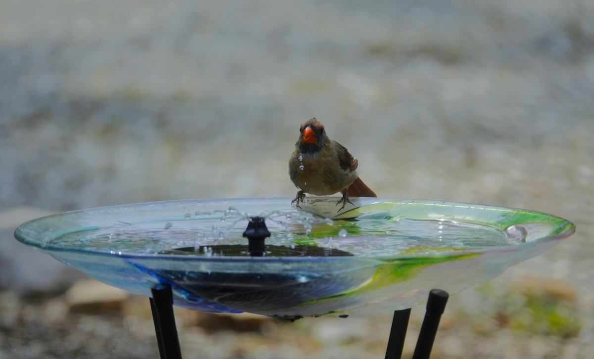 Northern Cardinal - ML642090294