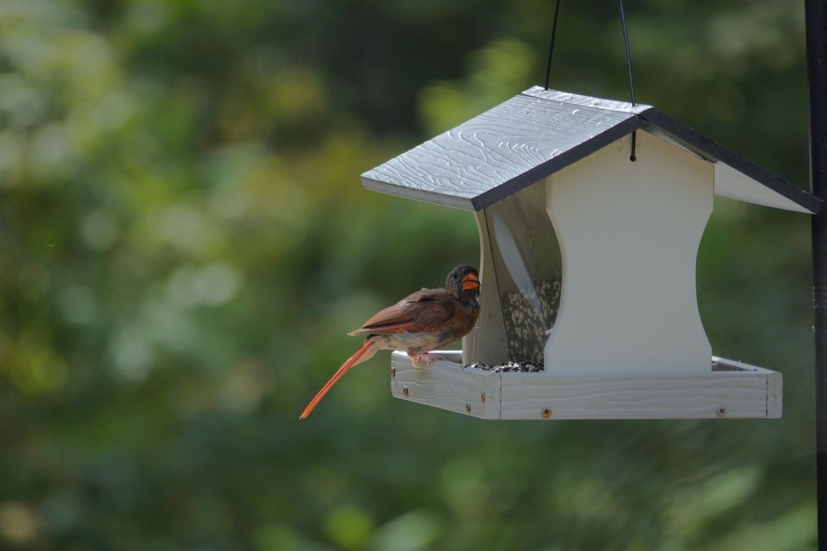 Northern Cardinal - ML642090295