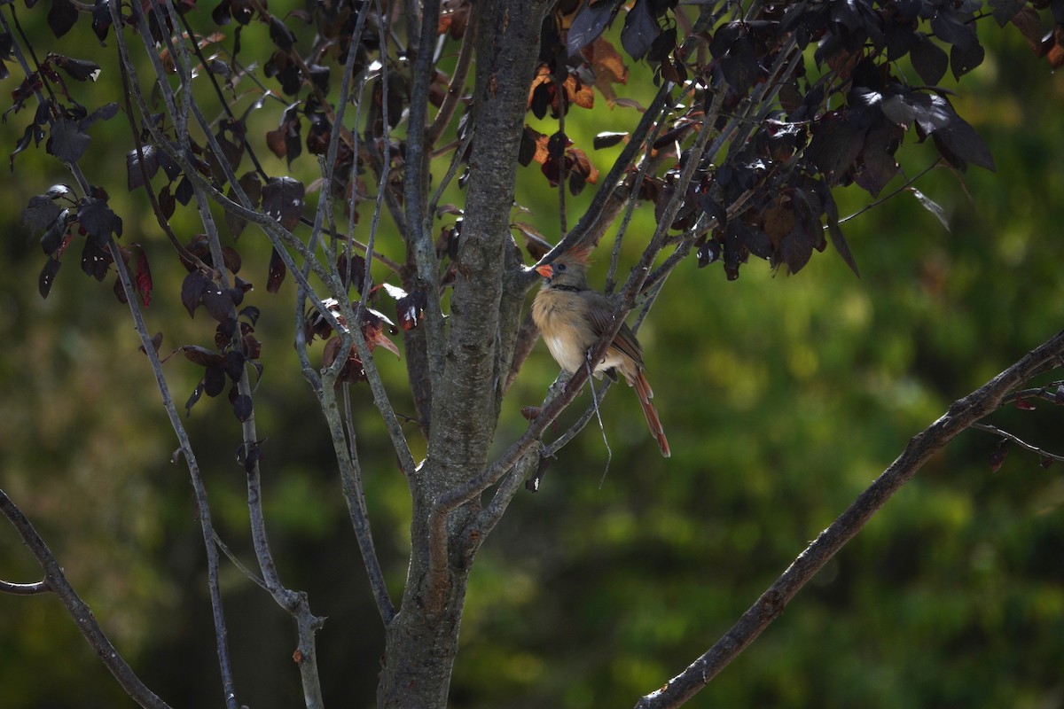 Northern Cardinal - ML642090296