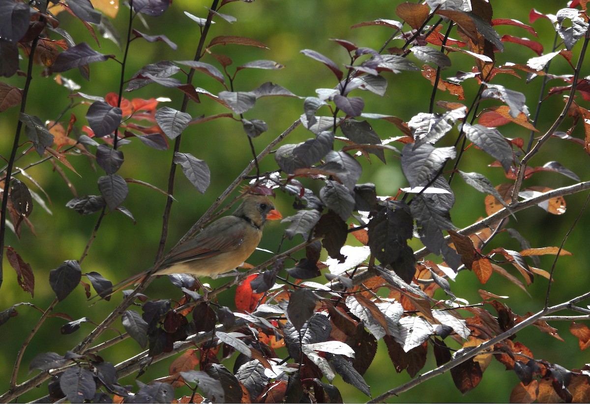 Northern Cardinal - ML642090297