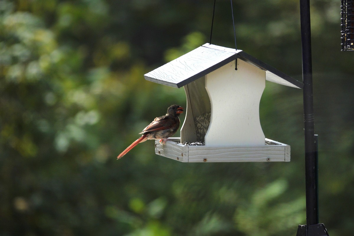 Northern Cardinal - ML642090298