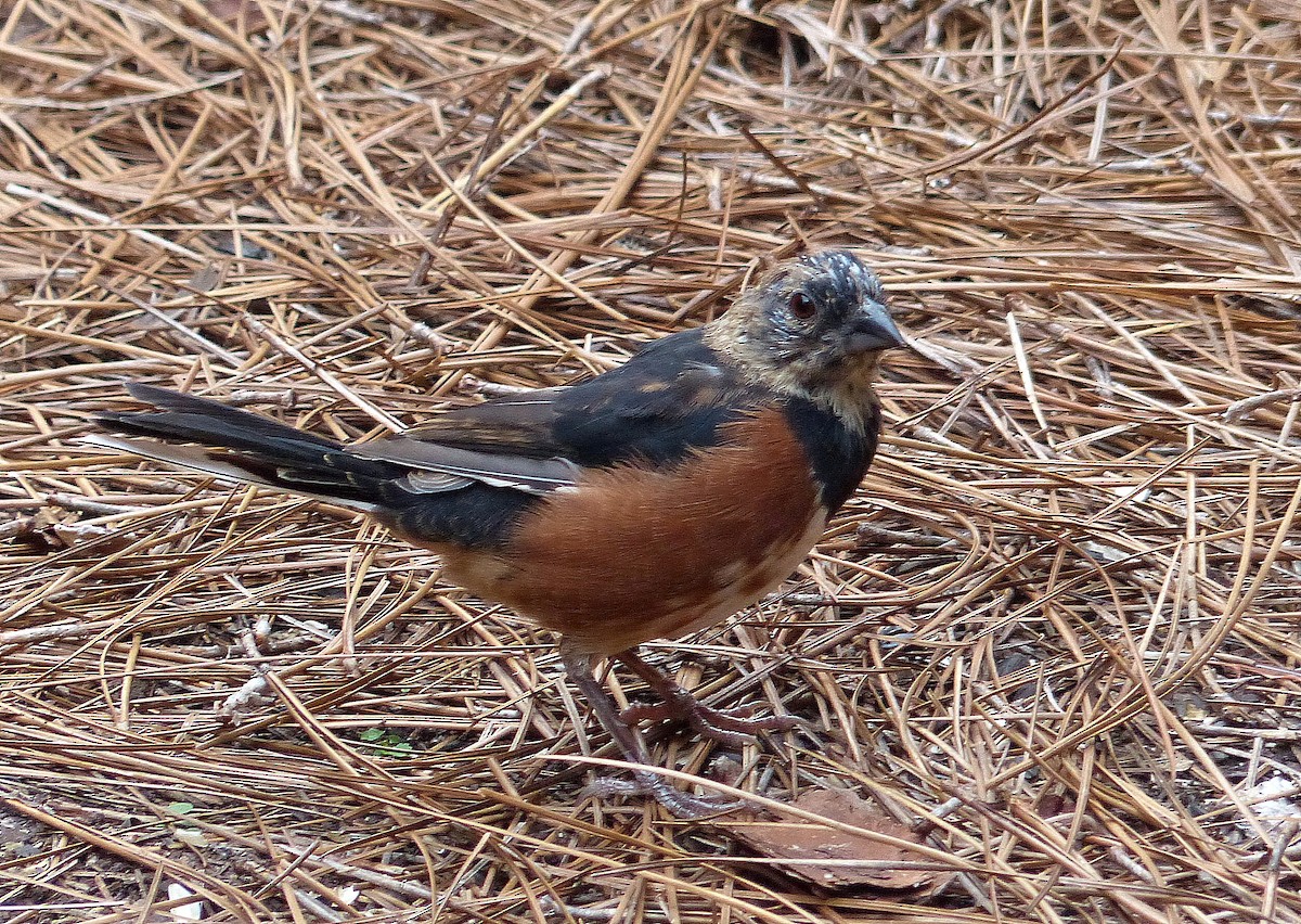 Eastern Towhee - ML642090299