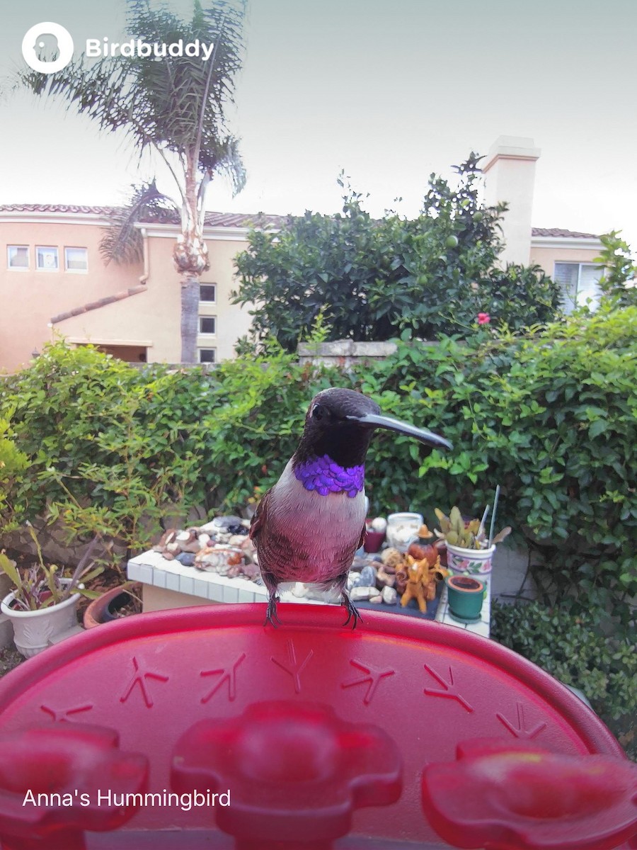 Black-chinned Hummingbird - ML642090300