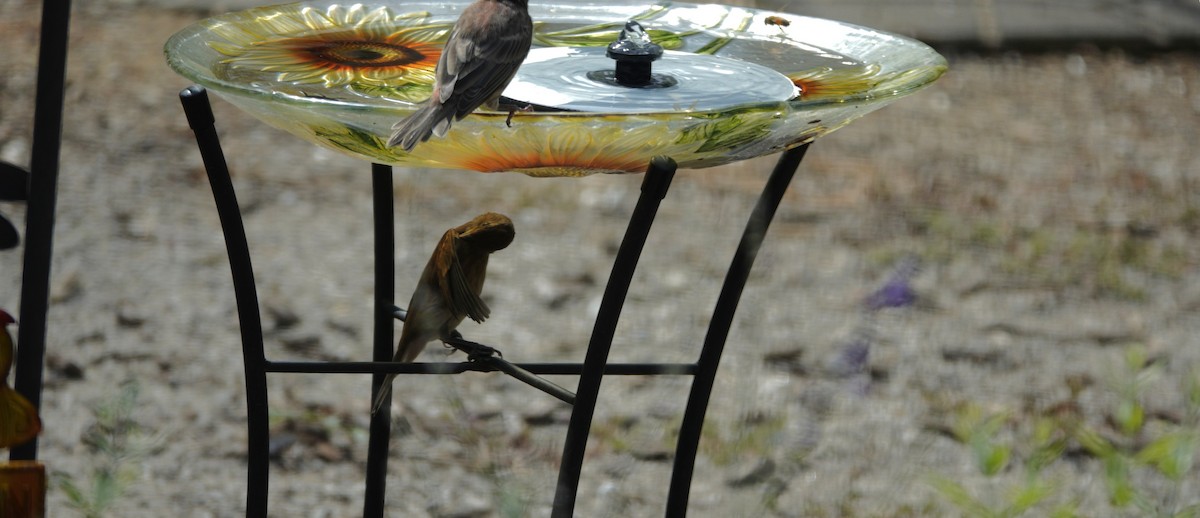 Indigo Bunting - ML642090302