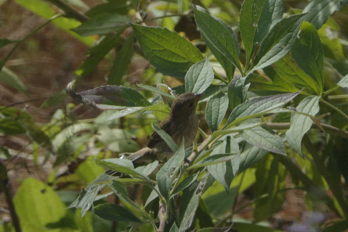 Indigo Bunting - ML642090303