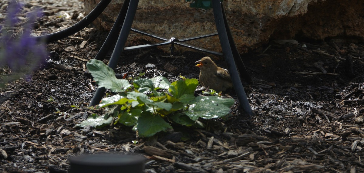 Indigo Bunting - ML642090304