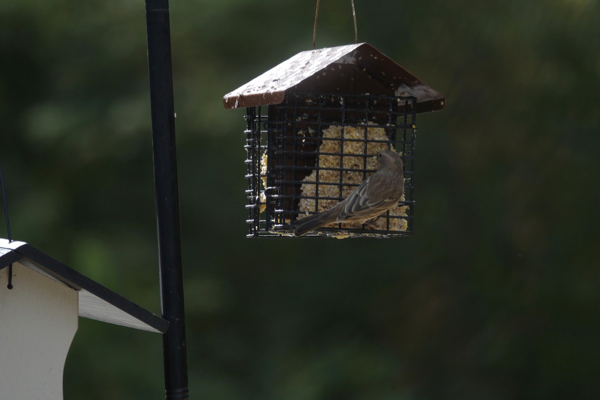 Indigo Bunting - ML642090305