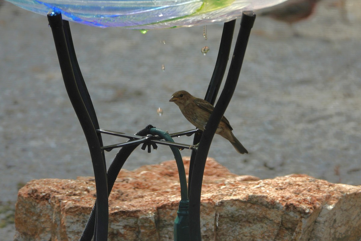 Indigo Bunting - ML642090306