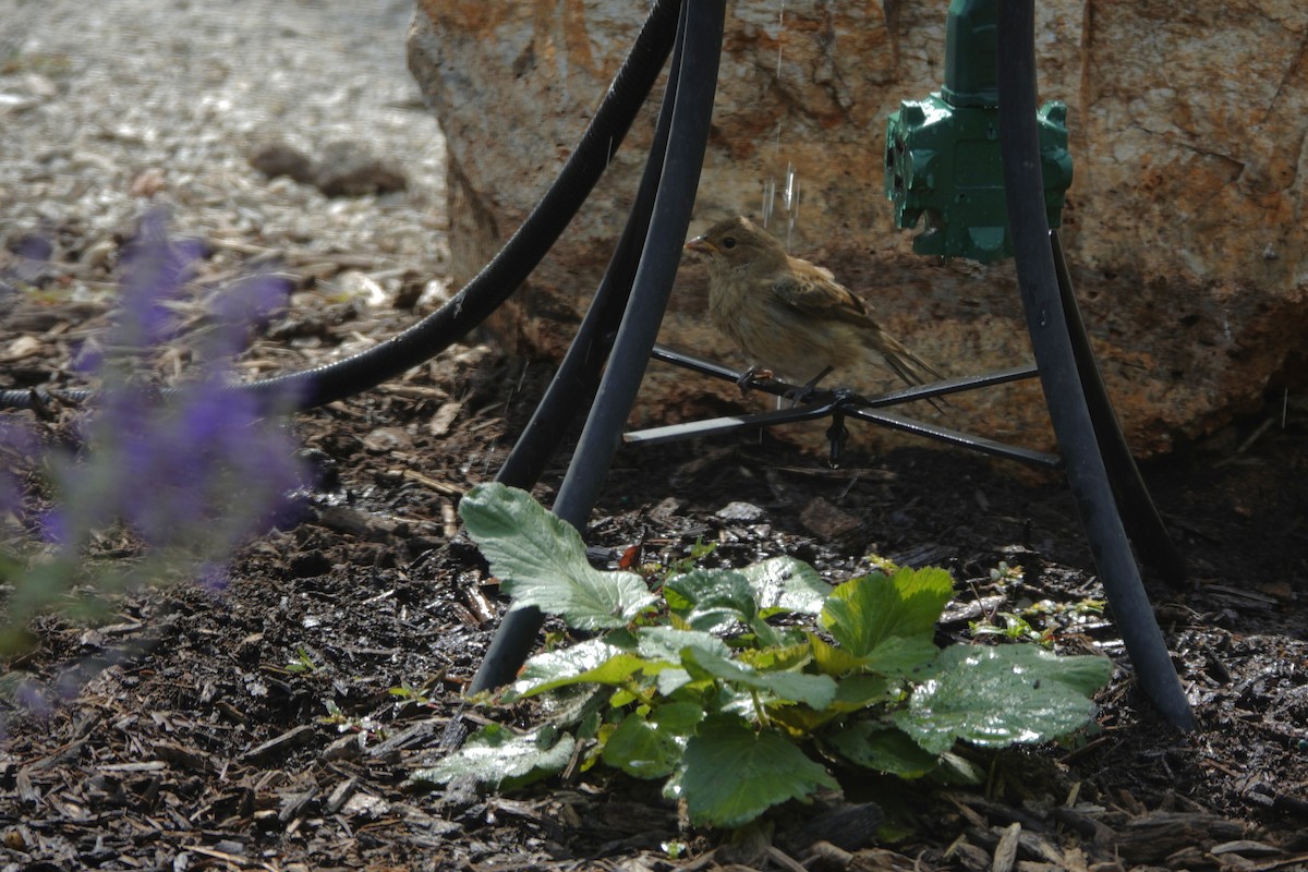 Indigo Bunting - ML642090307