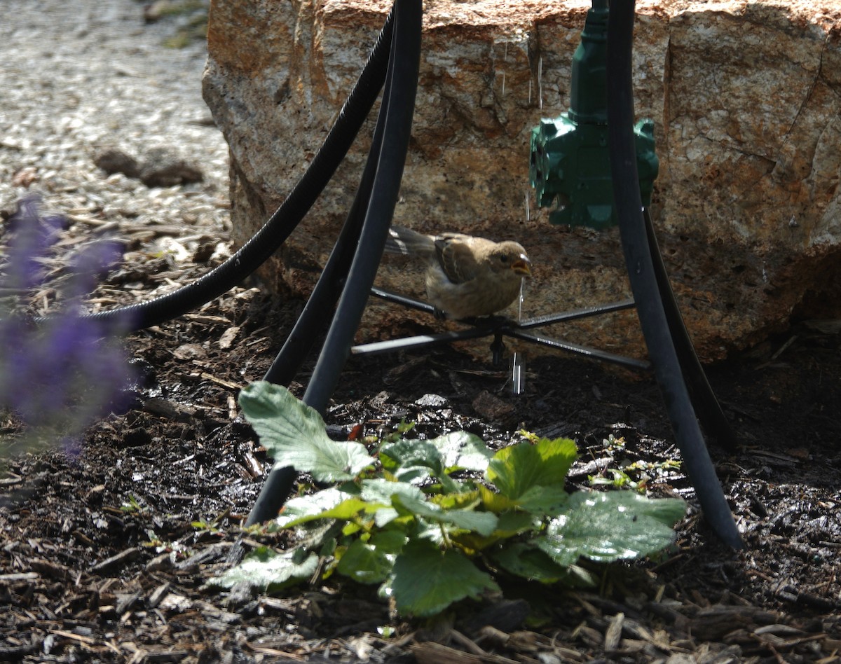 Indigo Bunting - ML642090308