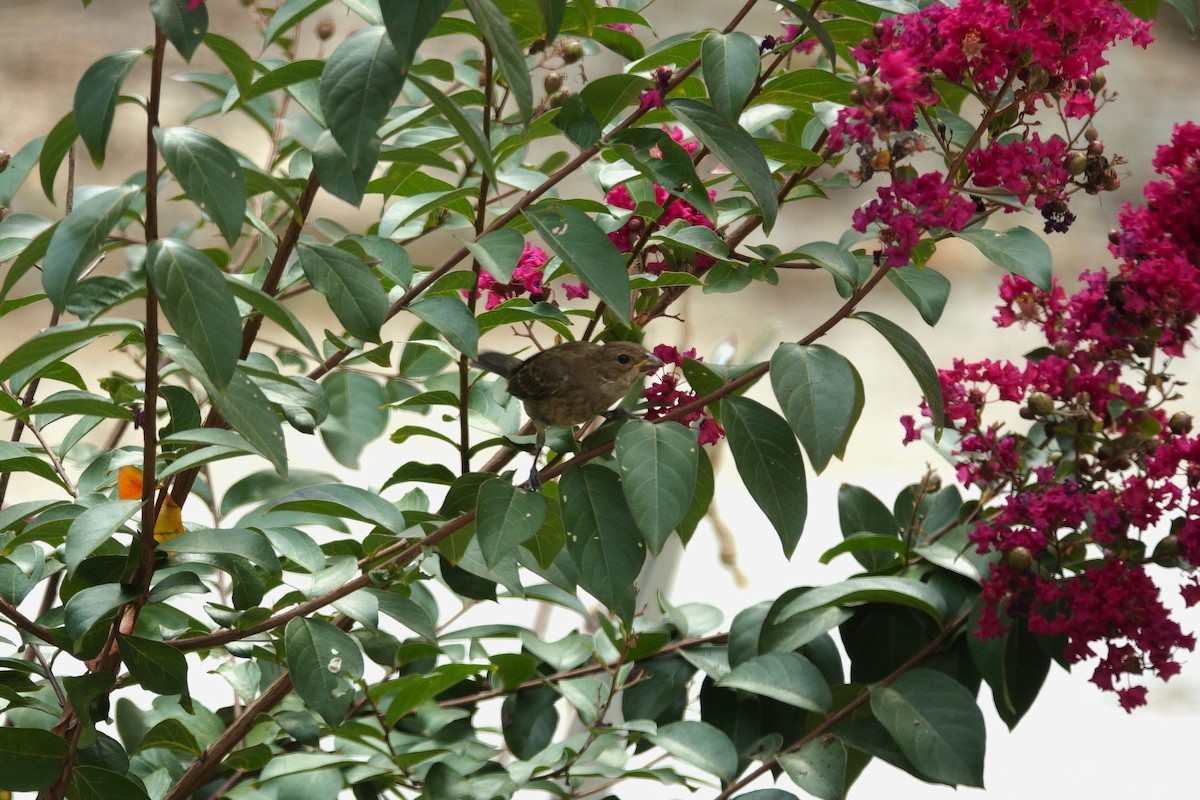 Indigo Bunting - ML642090309
