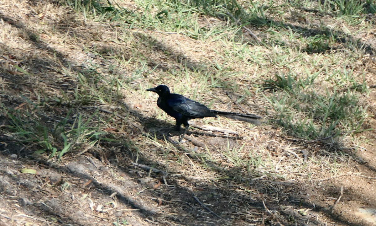 Great-tailed Grackle - ML642090311