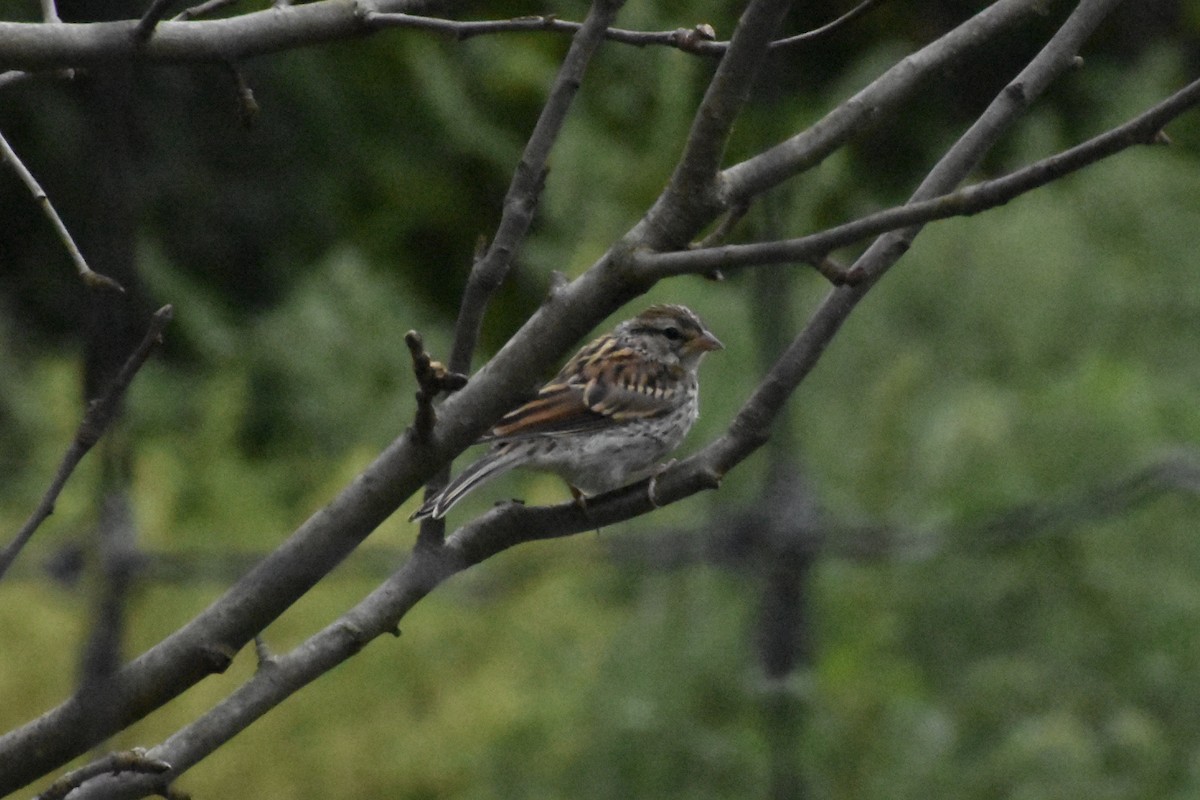 Chipping Sparrow - ML642090320