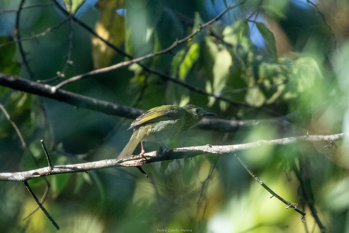 Olive-striped Flycatcher - ML642090321