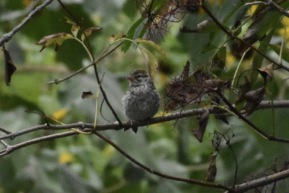 Chipping Sparrow - ML642090322