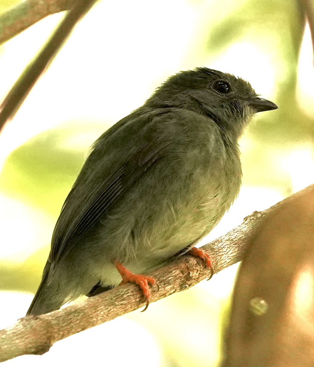 Blue-backed Manakin - ML642090323