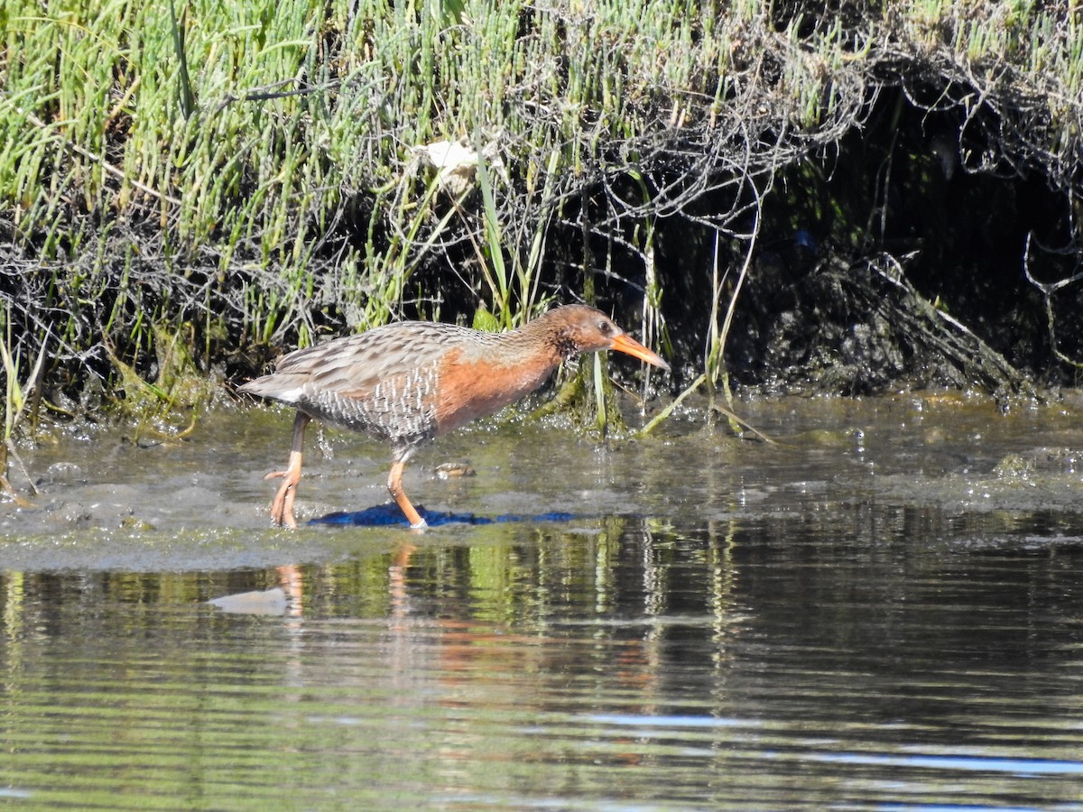 Ridgway's Rail (Light-footed) - ML642090324