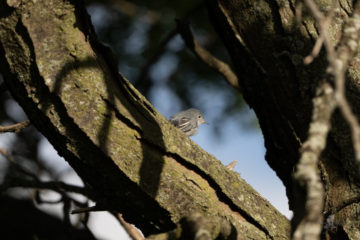 Blue-gray Gnatcatcher - ML642090338